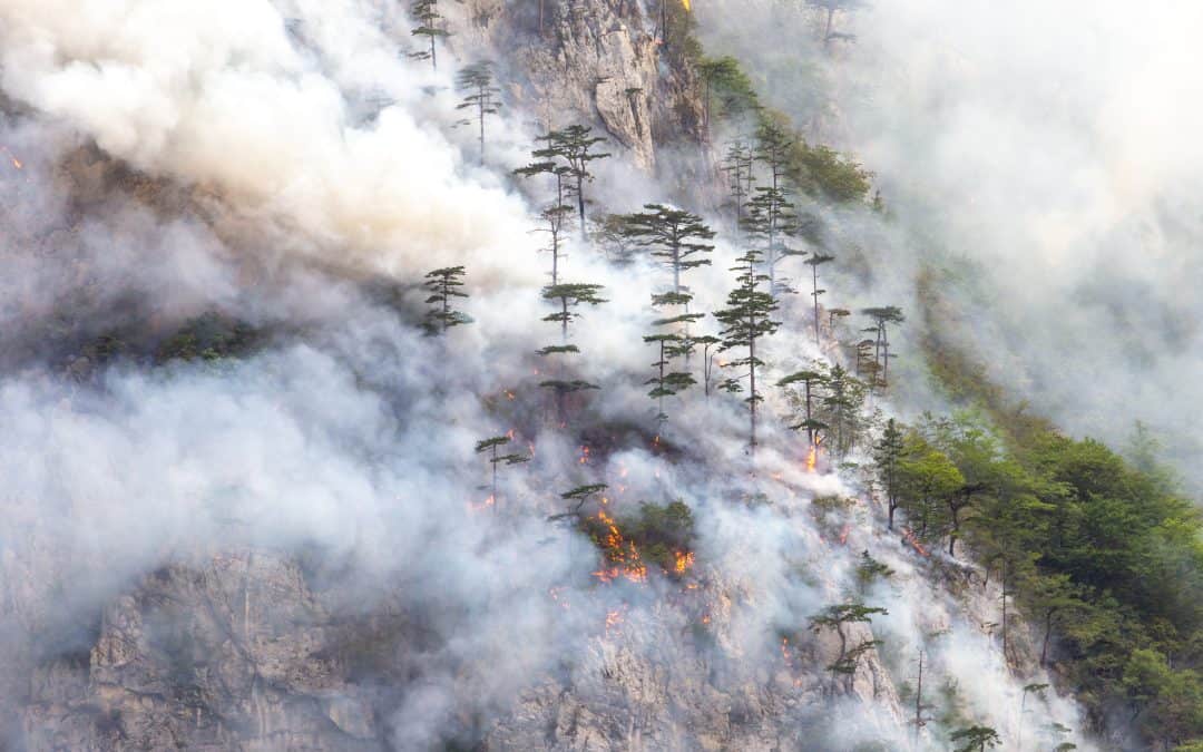 Utjecaj klimatskih promjena na okoliš i životinjske vrste